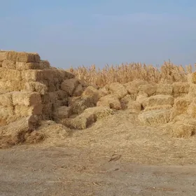 saman haşally gamyş ýorunja