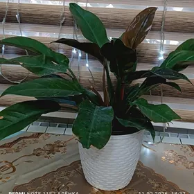 филодендрон разный