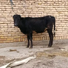 çornyy pyostra okuzce