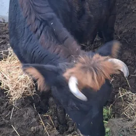 guzlap gormedik sygyr