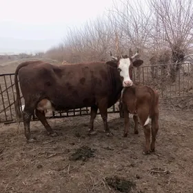 Arginal krasny stipnoy.