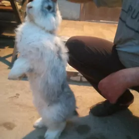 welikan towsan cagalary