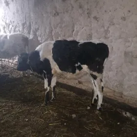 tohum mallaryn tanalary