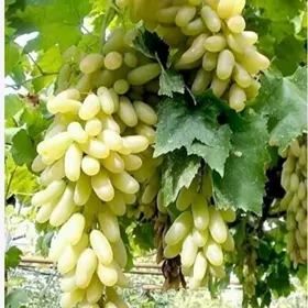 Üzüm /Taÿpy we Gelinbarmak