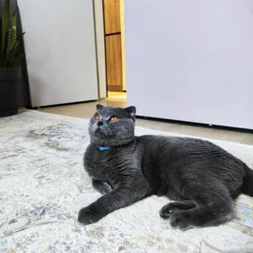 Вислоухий мальчик