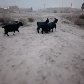 koyun we owlakly geciler