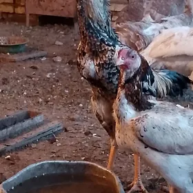 Парода.  Йумуртга.