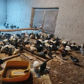 товук towuk jüjeler