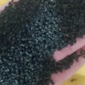 Bereket   Sogan tohum