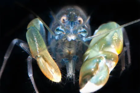 Şyrkyldawuk leňňeçlerde başga hiç jandarda duş gelmeýän gorag «başgaby» tapyldy
