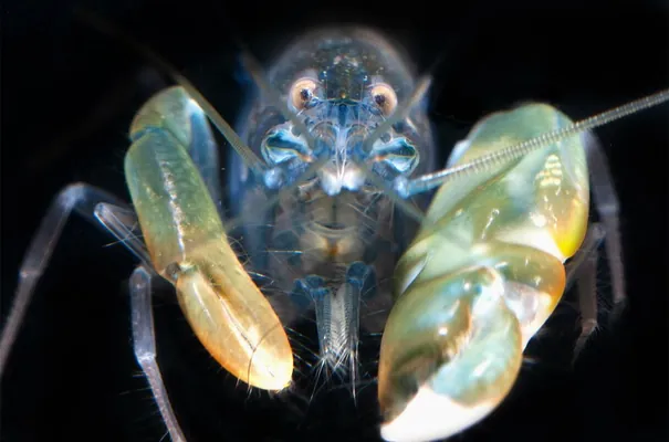 Şyrkyldawuk leňňeçlerde başga hiç jandarda duş gelmeýän gorag «başgaby» tapyldy