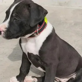 домашние животные