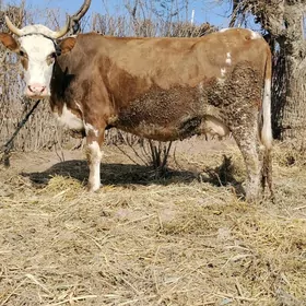 yetik bogaz simental