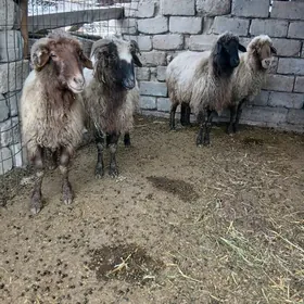 Ahal welaýat Gökdepe