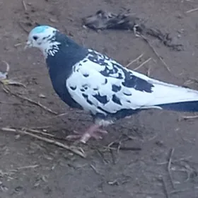 gular gowy gowy guslar