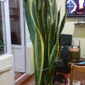 Сенсевиерия трехполосная