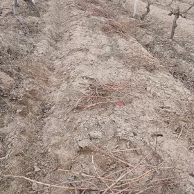 Odun tohum ördek jüje towuk