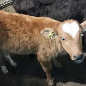 simental gibrid tohum okuzce