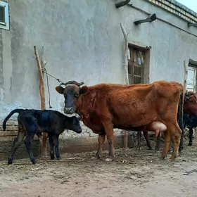 15 LITR SÜÝDLI GÖLELI SYGYR