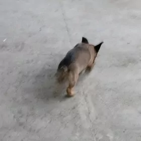 звонок девочка