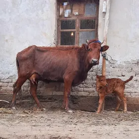 OWADANJA GÖLELI SYGYR YUWSJA