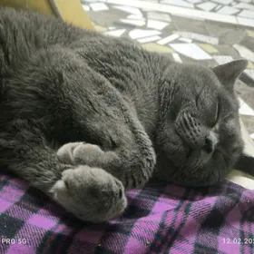 Кот для вязки шотландский