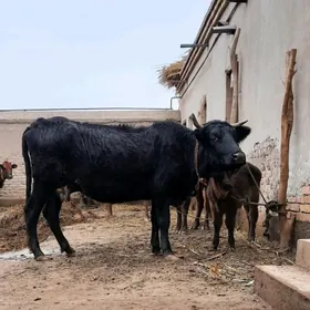 SÜÝDLEK GÖLELI SYGYR TOHYM MAL