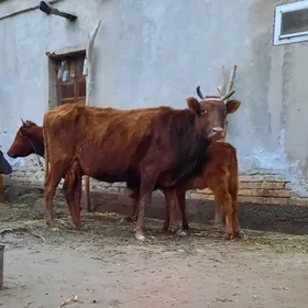 IRI SUYEK GOLELI SYGYR