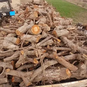 Garaly we Şepdaly  toññe