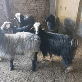 Işşek dog geçi teke