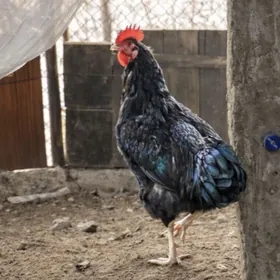 джерсийские гиганты петух куры