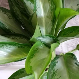 Красавица Клеапатра