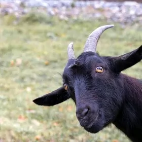 гечи козёл geci