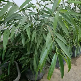 Фикус Али выше метра