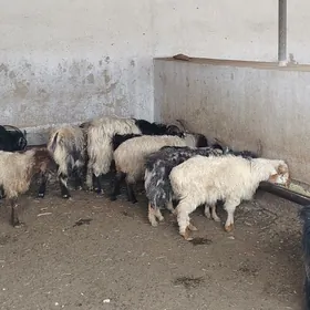 Goyun geçi tokly çebiş