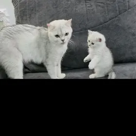 Котята/ Pishijekler