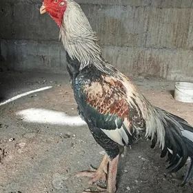 ташкент хораз