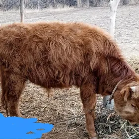 Okuz bn Gacar satilyar