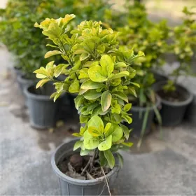 brasklet wesni zlyonny