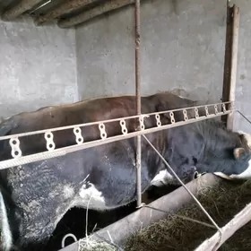 бакылы окуз