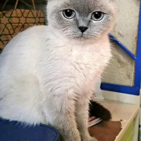 Шотландские кошки,коты