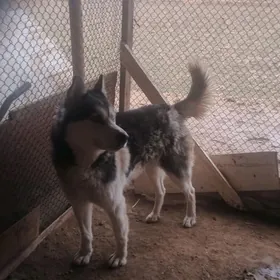 Сибирский хаски