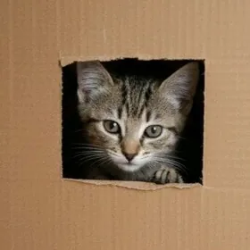 Тигричка, 3месяца