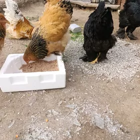 брама товук