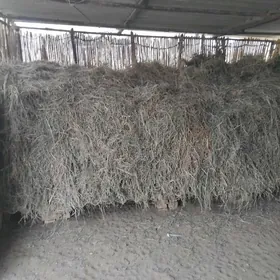 Arassa mellek yorunja.