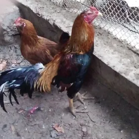 хораз товук байцы