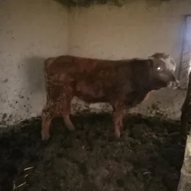 Окузлер 2 яшан