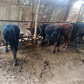 ukuzce gulajyn goleler