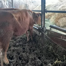 окуз ве сыгырлар