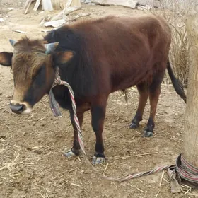 okuz iki sanak arrasa mallar